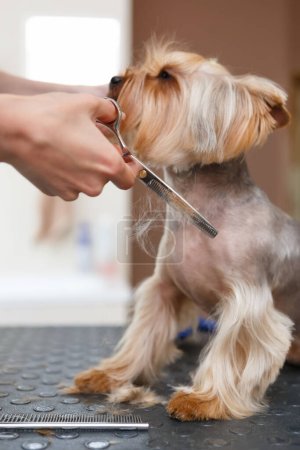 Pet groomer grooming yorkshire terrier dog in a salon. Professional animal hygiene and healtcare service in a vet clinic