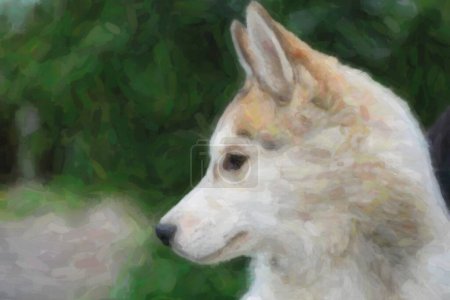 Foto de Retrato de pura raza perro husky.Hunter siberiano con pelaje largo silved cub.Good lobo doméstico amigo para la familia & niños
. - Imagen libre de derechos