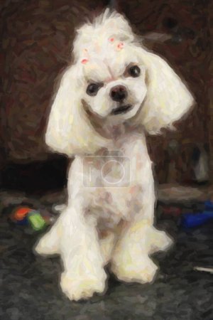 Photo for Beautiful Maltese toy dog on table in grooming salon.Portrait of adorable little white puppy being groomed in vet clinic - Royalty Free Image