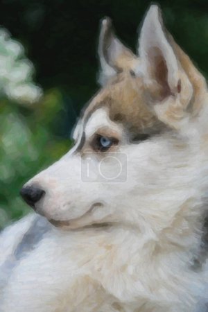 Foto de Retrato de la hermosa husky siberiano con ojos azules brillantes y pelaje gris largo coat.Adorable mascota doméstica, buen amigo para niños y family.Canine raza para hunting.Purebred perro cazador - Imagen libre de derechos