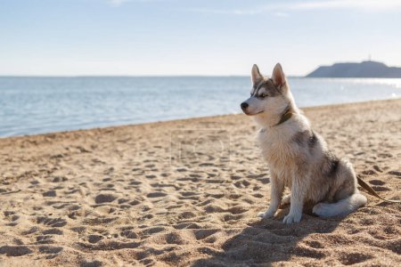 Foto de Hermoso husky gris sentado en la playa al atardecer - Imagen libre de derechos