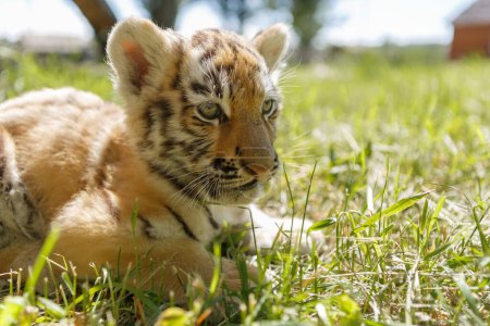 Téléchargez les photos : Portrait de beau petit tigre du Bengale couché dans l'herbe verte en plein air. Adorable chat sauvage en gros plan - en image libre de droit