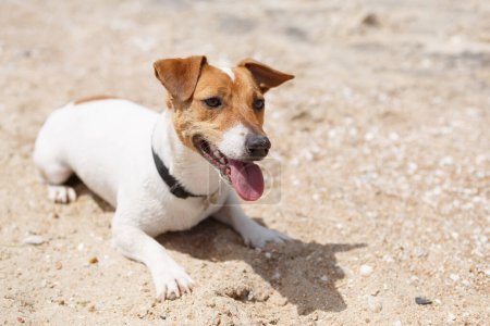 Téléchargez les photos : Mouillé jeune chien Jack Russell couché sur le sable sur la plage. Animal de compagnie ludique sur le bord de la mer - en image libre de droit