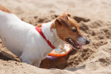 Téléchargez les photos : Jack Russell chien creusant du sable sur la plage en été. Jeune animal ludique s'amusant sur le bord de la mer - en image libre de droit