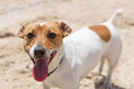 Photo for Portrait of cute brown Jack Russell terrier heavy breathing with pink tongue sticking out. Playful pet on the beach - Royalty Free Image