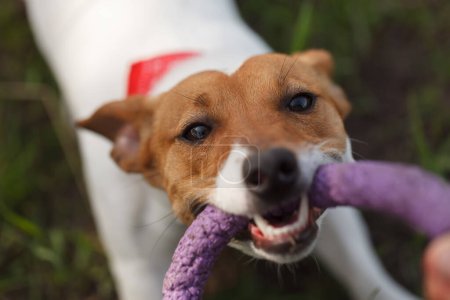 Foto de Retrato de Jack Russell terrier juguetón jugando con un juguete extractor. Lindo perro joven juega con propietario al aire libre - Imagen libre de derechos