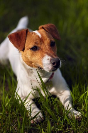 Téléchargez les photos : Mignon petit chien Jack Russell terrier couché dans l'herbe verte. Bel animal se reposant en plein air - en image libre de droit