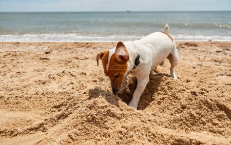 Foto de Mascotas activas excavando arena en la playa. Joven y saludable Jack Russell perro jugando en la playa en verano - Imagen libre de derechos
