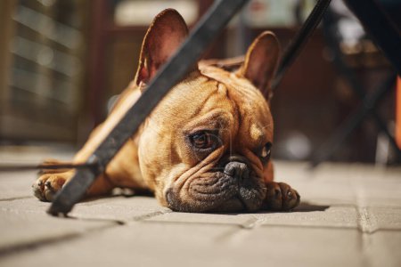 Téléchargez les photos : Adorable bulldog français marron couché sur le sol au soleil. Mignon jeune chiot regardant à la caméra - en image libre de droit