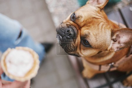 Foto de Hambriento bulldog francés cachorro buscando helado. Lindo perro joven sentado en el banco pidiendo comida - Imagen libre de derechos