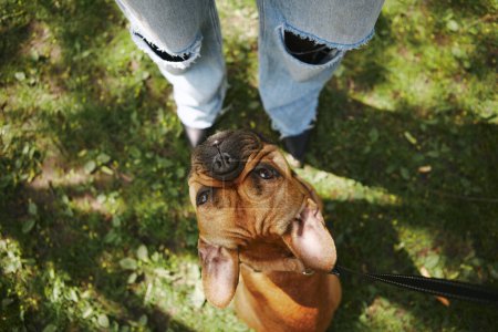 Photo for Cute brown puppy sitting on grass in front of it's owner. Overhead photo of adorable young French bulldog looking up - Royalty Free Image