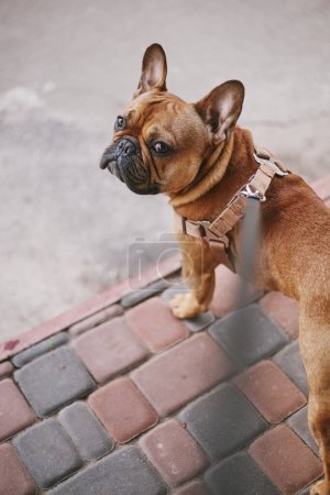 Foto de Lindo perrito con una correa mirando en cámara. Adorable bulldog francés caminando al aire libre - Imagen libre de derechos
