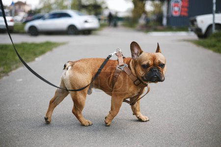 Photo for Young brown French bulldog puppy walking on a leash. Cute urban pet looking in camera - Royalty Free Image