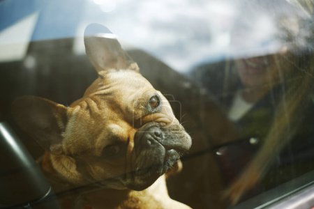 Mignon bouledogue français assis dans une voiture avec le propriétaire. Portrait de jeune chien regardant dans une caméra à travers une fenêtre de véhicule