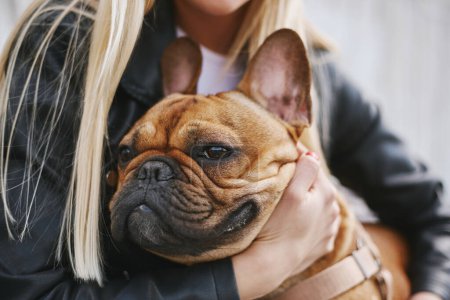 Téléchargez les photos : Jeune portrait de bulldog français. Propriétaire donnant un câlin à son animal de compagnie mignon. - en image libre de droit