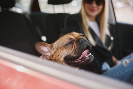 Photo for Happy young bulldog receiving a back rub. Owner scratching her pet inside a car. Cute little dog enjoying the rubbing - Royalty Free Image