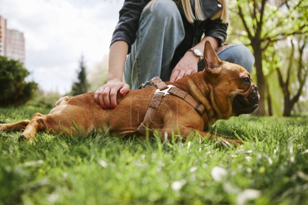 Foto de Bulldog francés cachorro disfrutando de un masaje de espalda mientras está acostado sobre hierba verde en un parque. Amante perro propietario acariciando amada mascota - Imagen libre de derechos