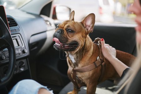 Foto de Lindo perro joven sentado en un coche con el propietario. Retrato de adorable perrito bulldog francés marrón dentro de un vehículo - Imagen libre de derechos
