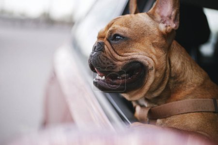 Foto de Retrato de un cachorro bulldog francés mirando por la ventana de un coche. Lindo perro marrón joven mirando la calle de la ciudad fuera de un vehículo - Imagen libre de derechos