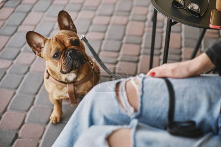 Photo for Hungry young bulldog asking for a treat. Cute brown puppy on a leash sitting in a cafe and looking at the owner - Royalty Free Image
