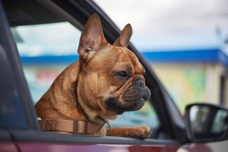 Foto de Retrato de lindo bulldog francés marrón mirando la calle de la ciudad desde la ventana del vehículo. Conducción saludable y activa de mascotas en un coche - Imagen libre de derechos