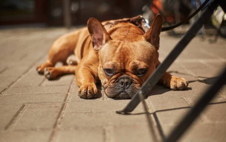 Portrait of adorable young bulldog puppy lying on the ground in a cafe. Cute brown doggy resting in the sun
