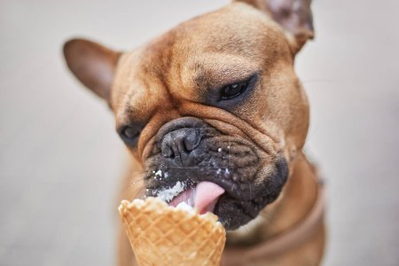 Photo for Young brown French bulldog licking an ice cream cone. Cute little doggy enjoying the dessert - Royalty Free Image