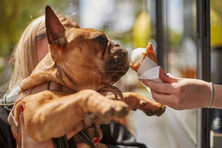 Foto de Divertido bulldog joven comiendo un helado. Propietario estropeando su mascota favorita con el postre - Imagen libre de derechos