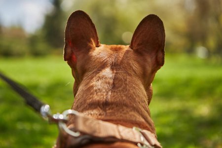 Niedliche junge französische Bulldogge läuft an der Leine und beobachtet den Park