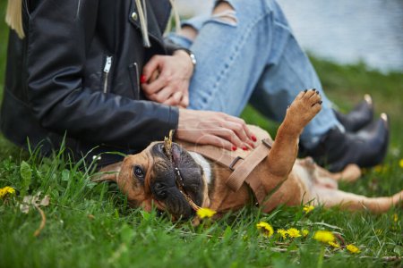Photo for Happy doggy lying on the grass and receiving a belly rub. Owner playing with young brown French bulldog puppuy - Royalty Free Image