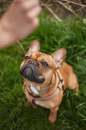 Foto de Propietario entrenamiento bulldog francés cachorro. Joven perro marrón sentado en una hierba en el parque y pidiendo un regalo - Imagen libre de derechos