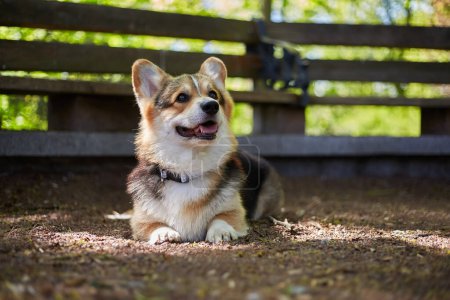 Photo for Cute young corgi puppy lying on the ground in a park. Portrait of a healthy Pembroke Welsh Corgi dog - Royalty Free Image