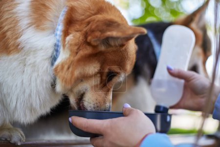 Téléchargez les photos : Corgi chiens boire de l'eau d'un buveur spécialisé. Couple de mignon Pembroke Welsh Corgis boisson en gros plan - en image libre de droit