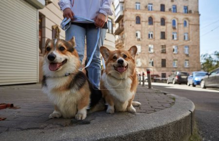 Photo for Two cute corgi dogs walking on a leash in the city center. Owner walks the Pembroke Welsh Corgi puppies outdoor in spring - Royalty Free Image