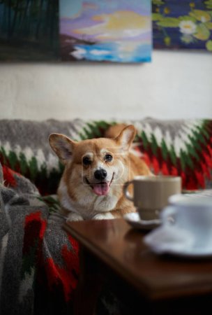 Téléchargez les photos : Adorable jeune chien corgi couché sur un canapé à l'intérieur. Portrait d'un mignon chiot Pembroke Welsh Corgi brun assis dans un café - en image libre de droit