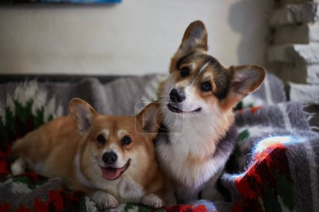 Photo for Two cute Pembroke Welsh Corgis sitting on a couch in a cafe and looking in camera with curiosity - Royalty Free Image