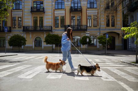 Téléchargez les photos : Jeune femme promenant les corgis dans le centre-ville européen. Propriétaire promenades deux chiens mignons Pembroke Welsh Corgi en laisse dans le jour ensoleillé du printemps - en image libre de droit