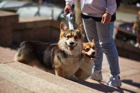 Photo for Girl walking two Pembroke Welsh Corgis on a leash in the city. Adorable urban pets enjoying the sunny spring day - Royalty Free Image