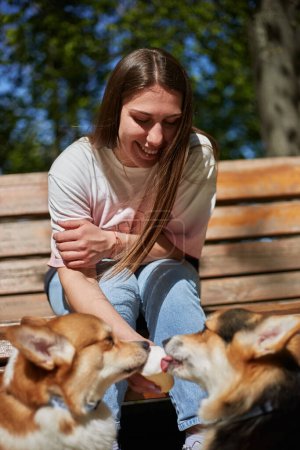 Photo for Cheerful young female feeding corgis with ice cream. Owner spoiling her pets with a dessert food - Royalty Free Image