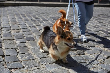Téléchargez les photos : Couple d'adorables chiens Pembroke Welsh Corgi en laisse traversant la route dans le centre-ville. Propriétaire marche mignon jeune corgis dans une journée d'été ensoleillée - en image libre de droit