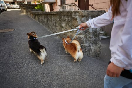 Foto de Propietario paseando dos perros corgi con una correa en el centro de la ciudad. Mujer joven camina con mascotas en un día de primavera - Imagen libre de derechos
