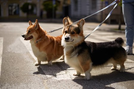 Photo for Two adorable corgis walking on a leash. Pet owner walks Pembroke Welsh Corgi dogs in the city center - Royalty Free Image