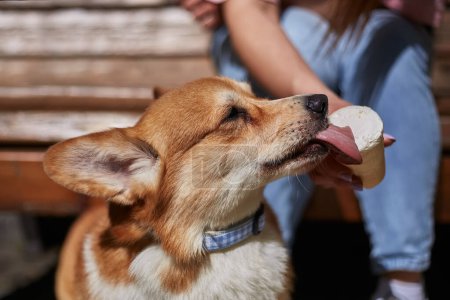 Téléchargez les photos : Corgi mange une glace en gros plan. Le propriétaire nourrit le jeune chien Pembroke Welsh Corgi brun avec un dessert - en image libre de droit