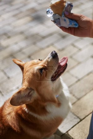 Photo for Cute young corgi asking for a treat. Portrait of adorable brown Pembroke Welsh Corgi puppy looking at an ice cream - Royalty Free Image