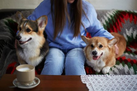 Téléchargez les photos : Propriétaire de chien assis sur un canapé avec quelques mignons corgis. Pembroke Welsh Corgi dans un café - en image libre de droit