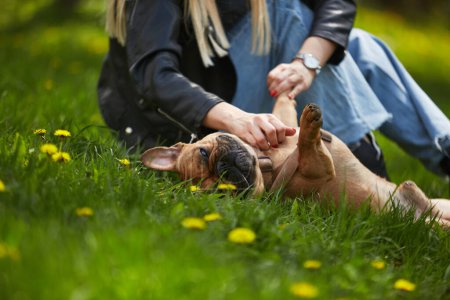 Portrait of happy French bulldog lying the green grass and receiving a belly rub. The owner playing with beloved puppy in a park