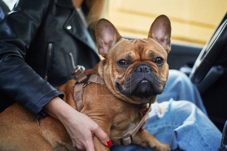 Photo for Cute brown French bulldog sitting in a car with his owner. Portrait of adorable brown puppy inside a vehicle - Royalty Free Image