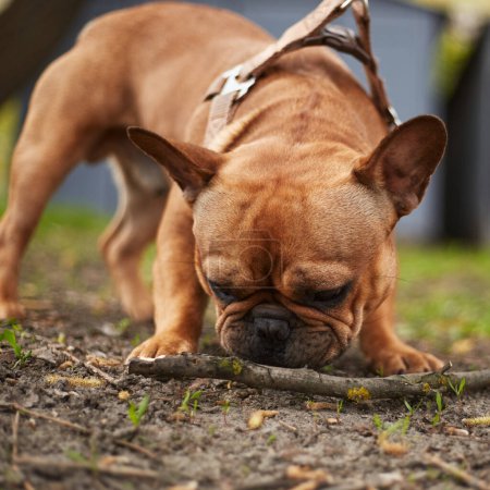 Téléchargez les photos : Chiot bulldog français jouant avec un bâton à l'extérieur. Portrait d'un mignon jeune animal de compagnie mâchant le morceau de bois - en image libre de droit