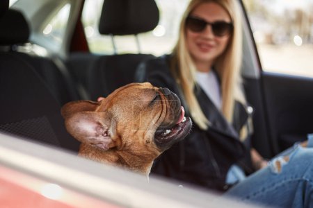 Foto de Retrato de un joven bulldog feliz disfrutando acariciando. Linda mascota sentada en un coche con los ojos cerrados - Imagen libre de derechos