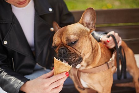 Photo for Portrait of a happy bulldog puppy licking an ice-cream in close up. The owner spoiling her beloved pet with a sweet dessert food - Royalty Free Image